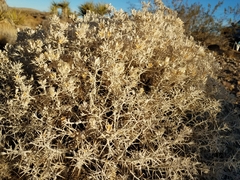 Tetradymia stenolepis