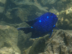 Microspathodon dorsalis