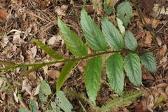 Rubus pyrifolius