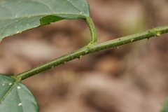 Rubus pyrifolius