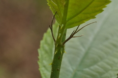 Rubus pyrifolius
