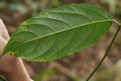 Rubus pyrifolius