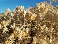 Tetradymia stenolepis