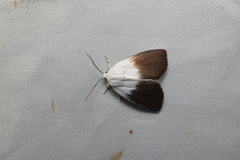 Chasminodes nigrilinea