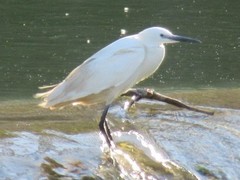 Egretta garzetta