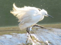 Egretta garzetta