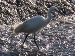 Egretta garzetta