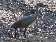 Egretta garzetta