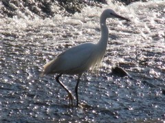 Egretta garzetta