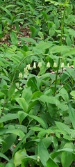 Polygonatum multiflorum