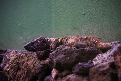 Gallotia simonyi