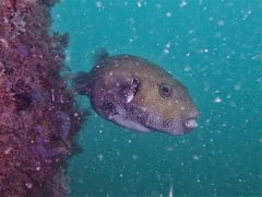 Arothron caeruleopunctatus