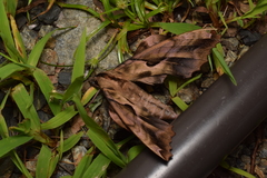 Phyllosphingia dissimilis