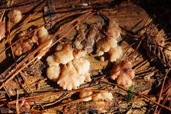 Marasmiellus affixus