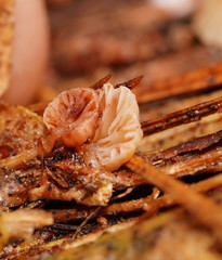 Marasmiellus affixus