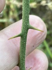 Smilax bona-nox image