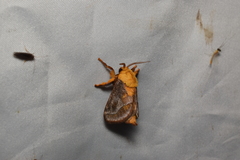 Narosoideus flavidorsalis
