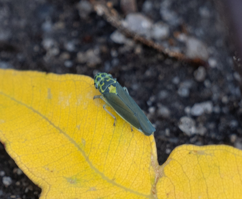 Ishidaella pettimolua, 2021-05-08