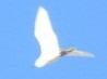 Egretta garzetta