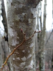 Carpinus betulus