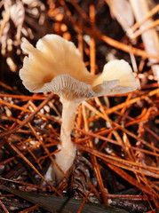 Singerocybe clitocyboides
