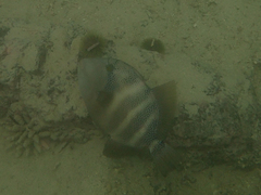 Pseudobalistes naufragium