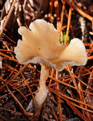 Singerocybe clitocyboides