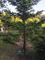 Abies sachalinensis