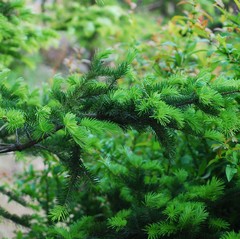Abies sachalinensis