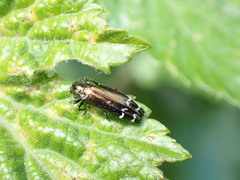 Coraebus elongaticollis