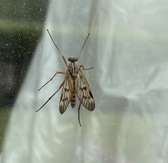 Rhagio atlanticus