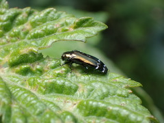 Coraebus elongaticollis