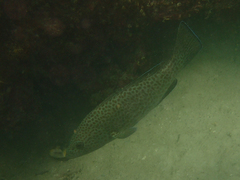 Epinephelus analogus