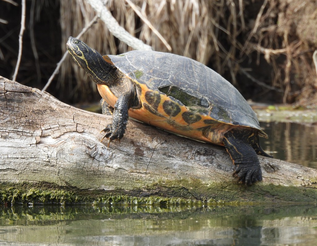 River Cooter In May 2021 By Jyoung68 · Inaturalist