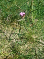 Dianthus pontederae