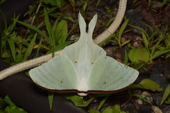 Actias aliena