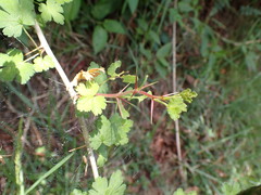Ribes formosanum