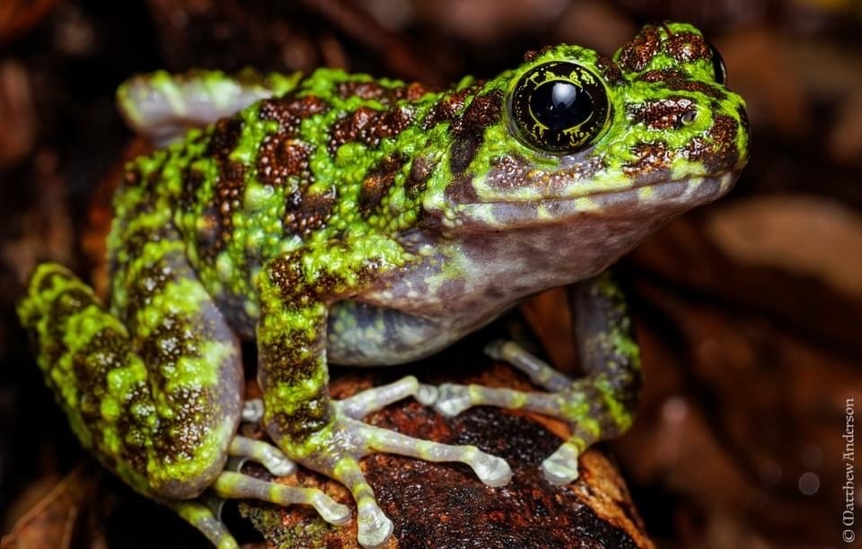 Okinawa Ishikawa's Frog