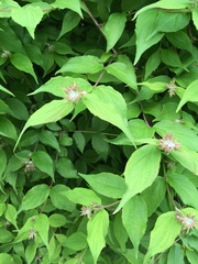 Kolkwitzia amabilis