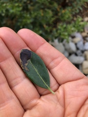 Phytomyza glabricola