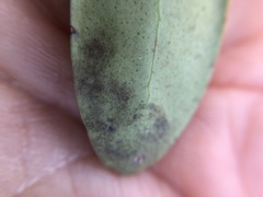 Phytomyza glabricola