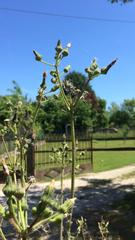 Sonchus arvensis arvensis