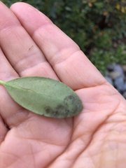 Phytomyza glabricola