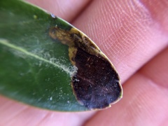 Phytomyza glabricola