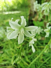 Ornithogalum nutans