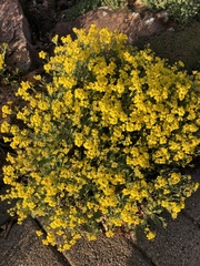 Aurinia saxatilis