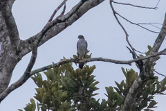 Accipiter bicolor