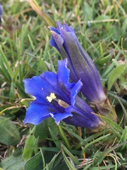Gentiana acaulis