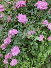 Rosa rugosa