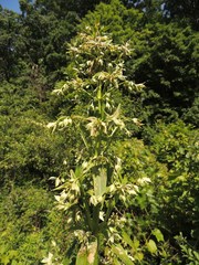 Frasera caroliniensis